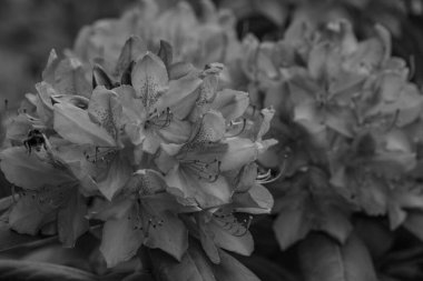 ormangülü bahçede