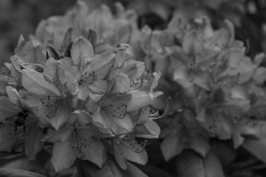 ormangülü bahçede