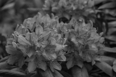 ormangülü bahçede