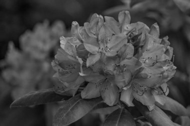 ormangülü bahçede