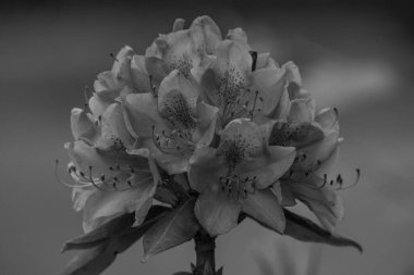 Alman muensterland 'inde güneşli bir gün