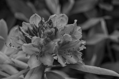 Alman muensterland 'inde güneşli bir gün