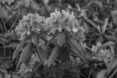 Alman muensterland 'inde güneşli bir gün