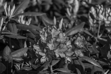 Alman muensterland 'inde güneşli bir gün