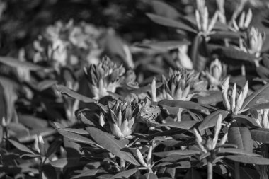 Alman muensterland 'inde güneşli bir gün