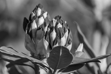 Alman muensterland 'inde güneşli bir gün