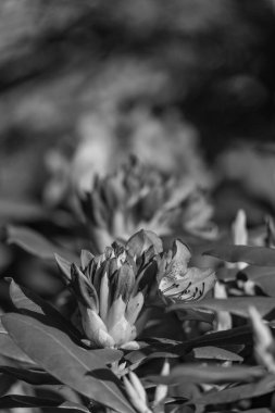 Alman muensterland 'inde güneşli bir gün