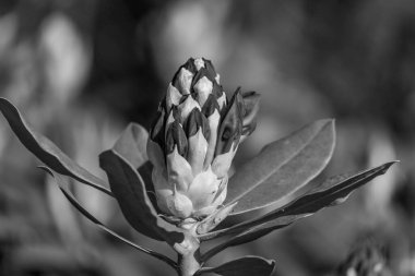 Alman muensterland 'inde güneşli bir gün