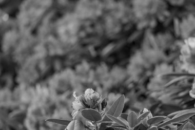 Alman muensterland 'inde güneşli bir gün