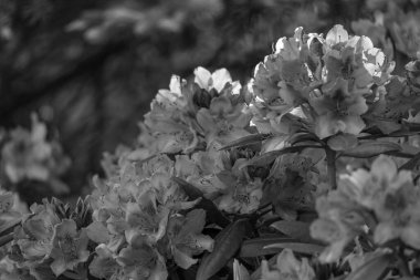 Alman muensterland 'inde güneşli bir gün