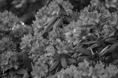 Alman muensterland 'inde güneşli bir gün