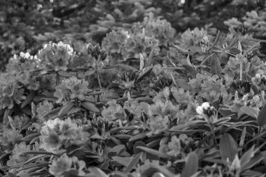 Alman muensterland 'inde güneşli bir gün