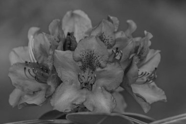 Alman muensterland 'inde güneşli bir gün