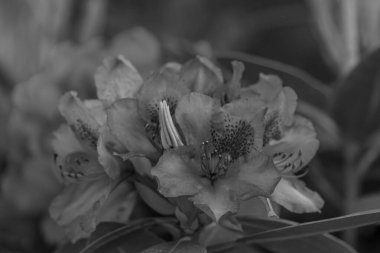 Alman muensterland 'inde güneşli bir gün