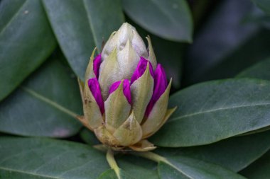 Alman muensterland 'inde güneşli bir gün