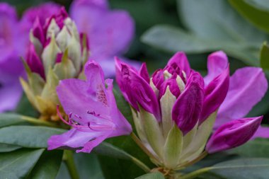 Alman muensterland 'inde güneşli bir gün