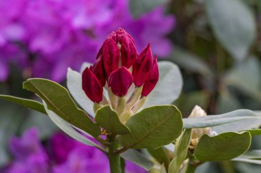 Alman muensterland 'inde güneşli bir gün