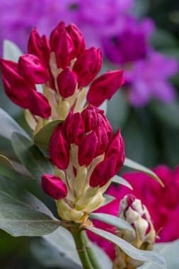 Alman muensterland 'inde güneşli bir gün