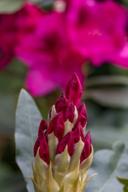 Alman muensterland 'inde güneşli bir gün