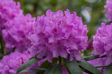 Alman muensterland 'inde güneşli bir gün