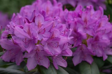 Alman muensterland 'inde güneşli bir gün