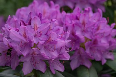 Alman muensterland 'inde güneşli bir gün