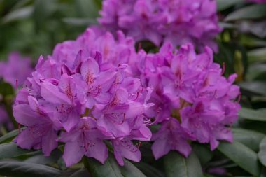 Alman muensterland 'inde güneşli bir gün