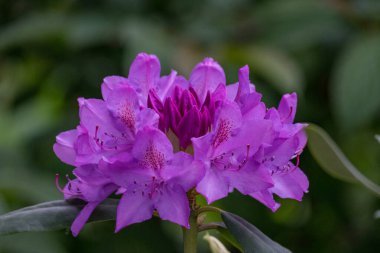 Alman muensterland 'inde güneşli bir gün