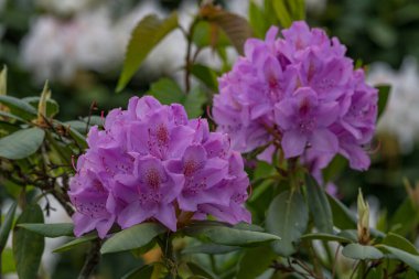 Alman muensterland 'inde güneşli bir gün