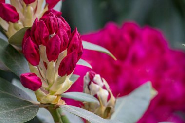 Alman muensterland 'inde güneşli bir gün