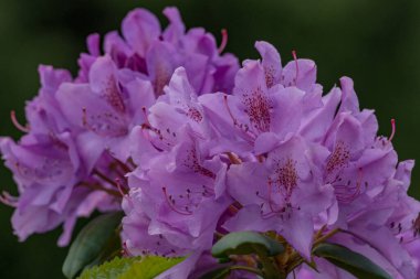 Alman muensterland 'inde güneşli bir gün