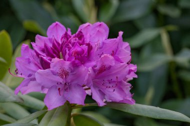 Alman muensterland 'inde güneşli bir gün