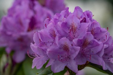 Alman muensterland 'inde güneşli bir gün