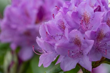 Alman muensterland 'inde güneşli bir gün