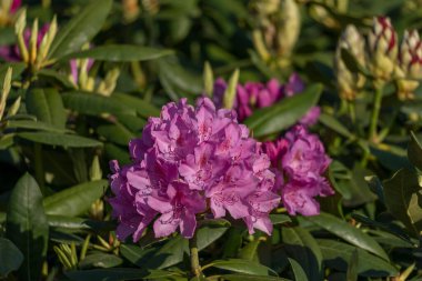 Alman muensterland 'inde güneşli bir gün