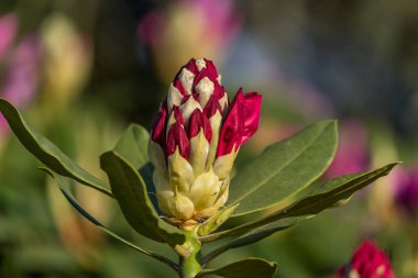 Alman muensterland 'inde güneşli bir gün