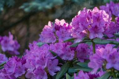 Alman muensterland 'inde güneşli bir gün