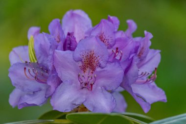 Alman muensterland 'inde güneşli bir gün