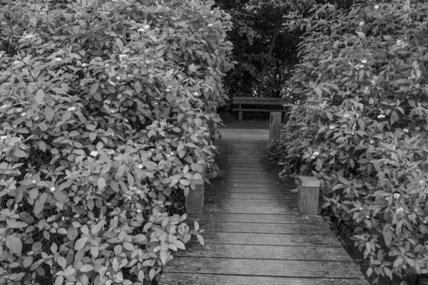 Alman Muensterland 'inde bir gölde bahar akşamı