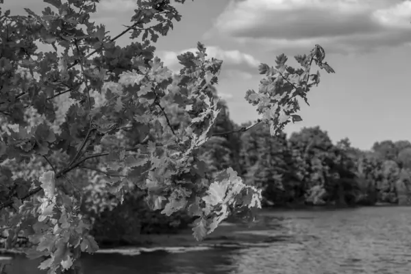 Alman Muensterland 'inde bir gölde bahar akşamı