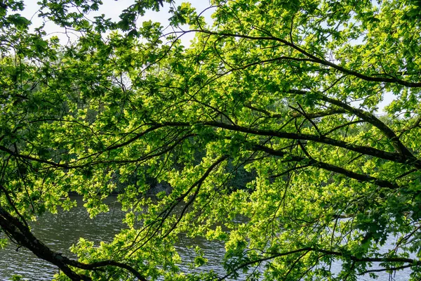 Borken yakınlarındaki Alman Muensterland 'inde güzel göller