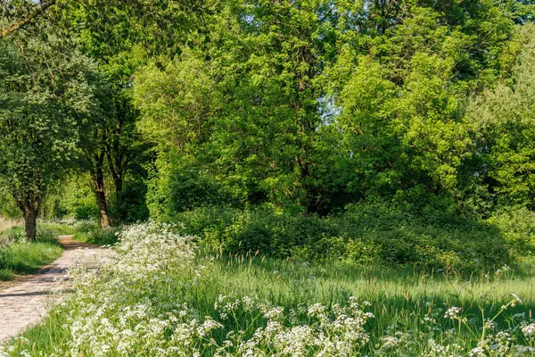 Borken yakınlarındaki Alman Muensterland 'inde güzel göller