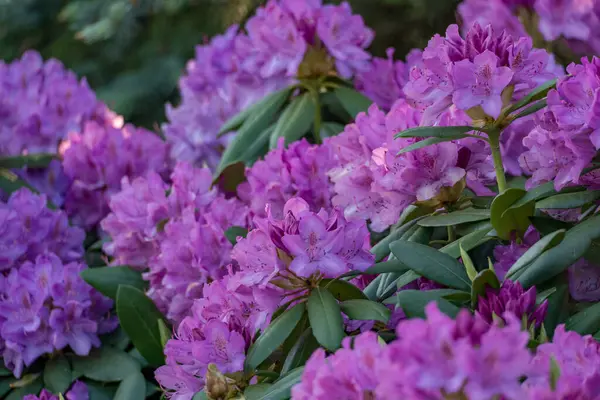 Alman muensterland 'inde güneşli bir gün