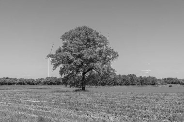 Alman muensterland 'inde güneşli bir gün