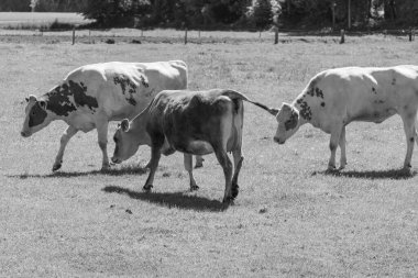 Alman muensterland 'inde güneşli bir gün