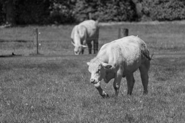 Alman muensterland 'inde güneşli bir gün