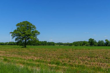 Alman muensterland 'inde güneşli bir gün