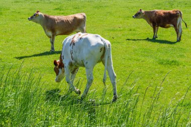 Alman muensterland 'inde güneşli bir gün
