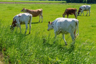 Alman muensterland 'inde güneşli bir gün