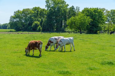 Alman muensterland 'inde güneşli bir gün